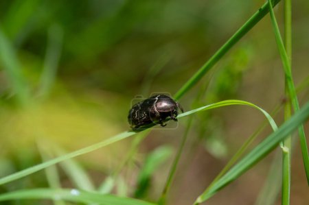 Photo for Shimmering common rose beetle  (  Cetoniinae  )  on blade of grass with copy space - Royalty Free Image