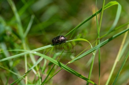 Escarabajo rosado común brillante (Cetoniinae) en la hoja de hierba con espacio de copia