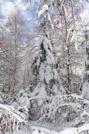 Snow covered fir tree in a forest with blue sky in winter time