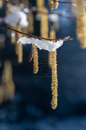 Hazel bush with flowers in winter ( Corylus avellana ) covered in snow in winter with sunlight