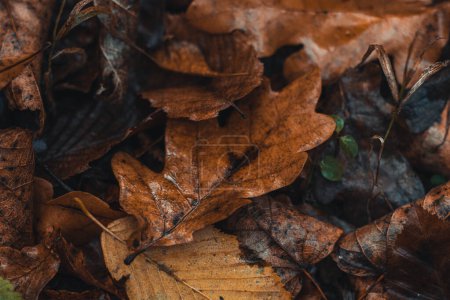 Photo for Background dark colored fallen oak leaves with a predominant orange-brown color in the autumn season. The end of one life and the beginning of a new one. - Royalty Free Image