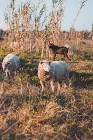 Foto de Retrato de una oveja portuguesa masticando hierba al atardecer en medio de Vila Nova de Milfontes, Odemira, Portugal. Pastoralismo en el sur de Europa. - Imagen libre de derechos