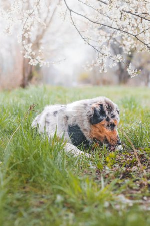 Foto de Cachorro de pastor australiano colorido y travieso sentado bajo un árbol de flor de cerezo en una romántica mañana de primavera. Un perro juguetón feliz con ojos locos. - Imagen libre de derechos
