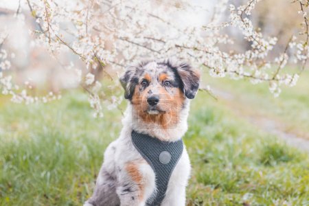 Foto de Cachorro de pastor australiano colorido y travieso sentado bajo un árbol de flor de cerezo en una romántica mañana de primavera. Un perro juguetón feliz con ojos locos. - Imagen libre de derechos