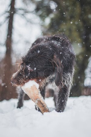 Bohemian wirehaired pointing griffon dog plays with wooden log and in the garden. Biting wood to sharpen teeth. The wildness of a hunting dog.