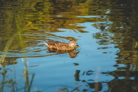 Téléchargez les photos : Mignon canard brun nage dans un petit lac près de Muiden aux Pays-Bas. - en image libre de droit