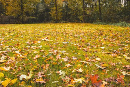 Photo for Fields and trees turn orange-red in a park near Boom, Belgium. Maple leaves fallen on the ground. Autumn season. - Royalty Free Image