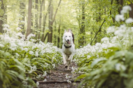 Husky sibérien blanc aux yeux bleus perçants se tenant dans une forêt pleine de fleurs d'ail ours. Portrait franc d'un chien de neige blanc.