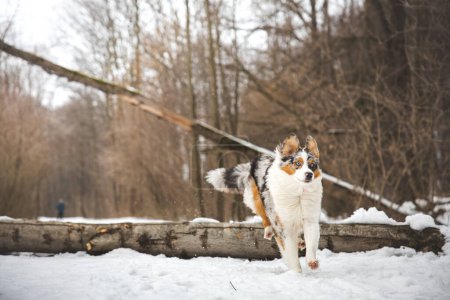 Foto de Pura felicidad de un cachorro pastor australiano saltando sobre un árbol caído en un bosque nevado durante diciembre en la República Checa. Primer plano de un perro saltando. - Imagen libre de derechos