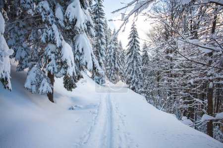 Téléchargez les photos : Piste de ski de fond le matin lever du soleil prête pour les coureurs. Activités hivernales pendant l'hiver parfait à Beskydy montains, République tchèque. - en image libre de droit