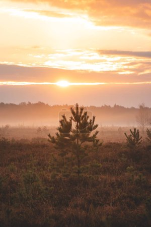 Orangefarbene Morgensonne erhellt einen Sandweg und eine nebelverhüllte Landschaft durch den Grenspark Kalmthoutse Heide bei Antwerpen im Nordwesten Belgiens.