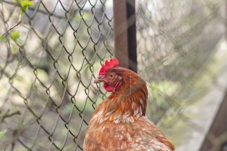 Pollo doméstico con plumas marrones y blancas corriendo alrededor del patio en el campo libre. Pollos orgánicos. Huevos de cosecha propia. Expresión divertida.