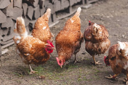 Haushühner mit braunen und weißen Federn laufen in der Freilandhaltung über den Hof. Bio-Hühner. Hausgemachte Eier. Lustiger Ausdruck.