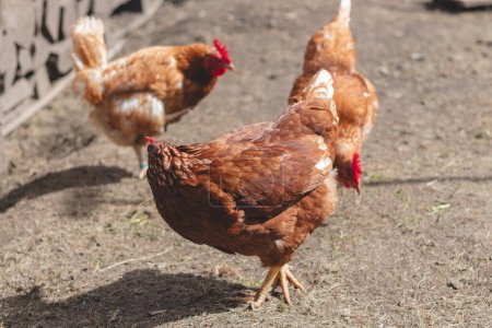 Pollo doméstico con plumas marrones y blancas corriendo alrededor del patio en el campo libre. Pollos orgánicos. Huevos de cosecha propia. Expresión divertida.