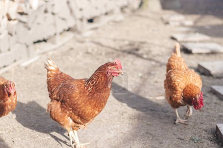 Haushühner mit braunen und weißen Federn laufen in der Freilandhaltung über den Hof. Bio-Hühner. Hausgemachte Eier. Lustiger Ausdruck.
