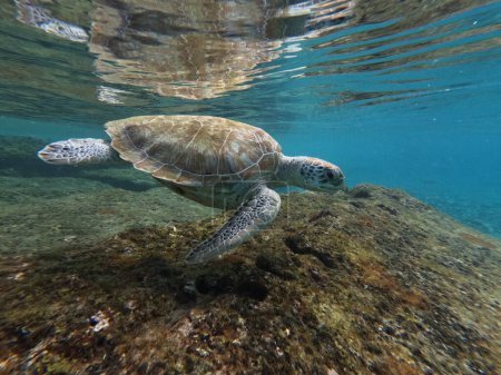 Téléchargez les photos : Tortue de mer verte Nager dans l'océan des Caraïbes de Curaçao. Photo de haute qualité - en image libre de droit