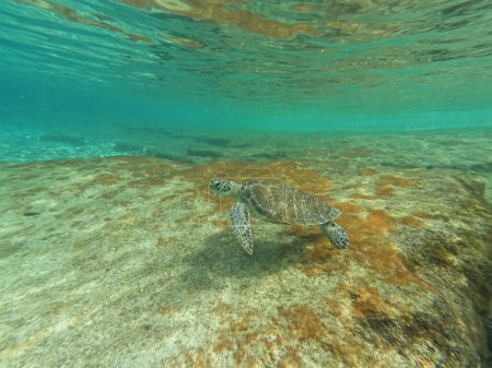 Téléchargez les photos : Tortue de mer verte Nager dans l'océan des Caraïbes de Curaçao. Photo de haute qualité - en image libre de droit