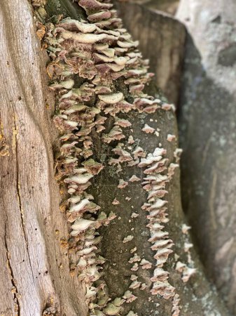 many mushrooms on a tree trunk