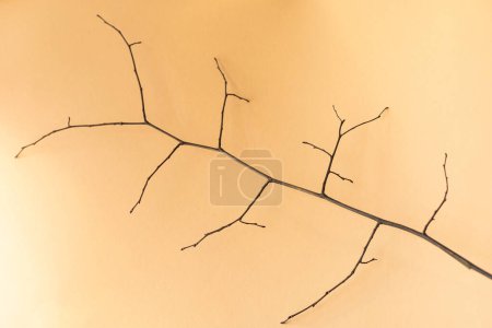 tree branch with twigs and buds, peach fuzz color background