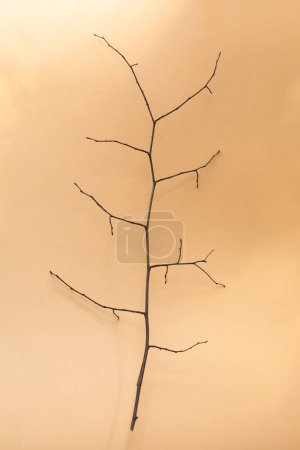 tree branch with twigs and buds, peach fuzz color background