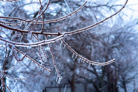 winter. Die Äste der Bäume sind mit einer dicken Eiskruste bedeckt. Schwierige Wetterbedingungen. Kälte