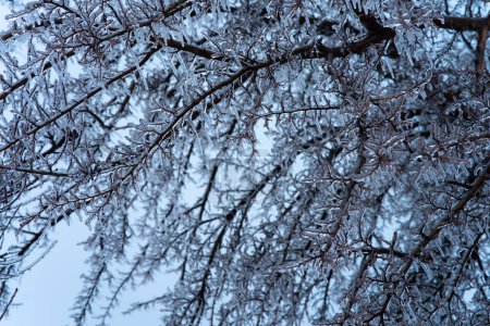 invierno. ramas de árboles están cubiertas con una gruesa corteza de hielo. condiciones climáticas difíciles. frío
