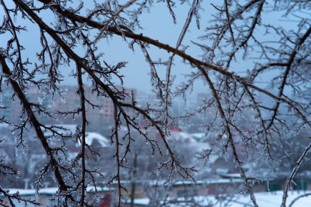 invierno. ramas de árboles están cubiertas con una gruesa corteza de hielo. condiciones climáticas difíciles. frío