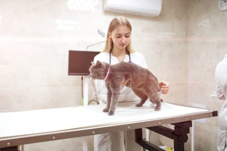 Photo for A young female veterinarian examines a cat on a table in a veterinary clinic. A specialist veterinarian with a stethoscope. Medicine for pets - Royalty Free Image