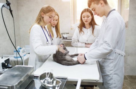 Téléchargez les photos : Un groupe de vétérinaires examine un chat sur une table dans une clinique vétérinaire. Quatre médecins vétérinaires avec stéthoscope. Clinique opératoire pour animaux domestiques. - en image libre de droit