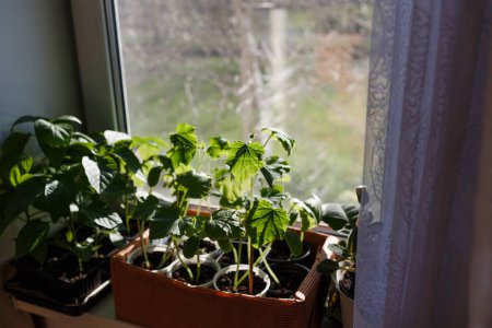 Foto de Plántulas en el alféizar de la ventana bajo los rayos del sol por la mañana. Cultivando comida en el alféizar de la ventana. - Imagen libre de derechos