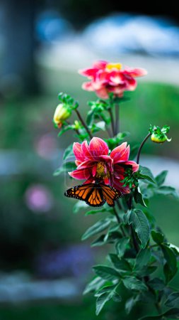 Téléchargez les photos : Un délicat papillon s'allume gracieusement sur une fleur rose vif, créant une scène captivante de l'harmonie de la nature et de la beauté de la pollinisation dans un jardin en fleurs - en image libre de droit