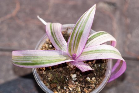 Photo for Tradescantia spathacea Rhoeo variegated pink plant in a pot houseplant collection for indoor garden - Royalty Free Image