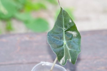 Téléchargez les photos : Alocasia une plante de bébé de feuille propagée dans la mousse de sphaigne - en image libre de droit