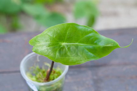 Téléchargez les photos : Alocasia une plante de bébé de feuille propagée dans la mousse de sphaigne - en image libre de droit