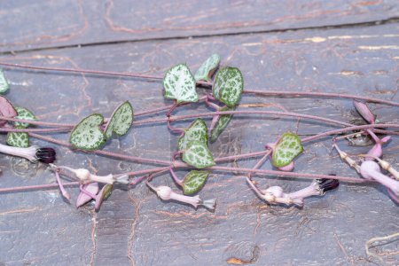 Cadena de corazones, Ceropegia Woodii variegata floreciendo vid en la madera pintada