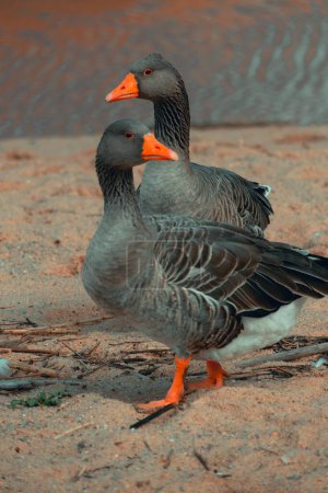 Photo for Gooses looking opposite sides - Royalty Free Image