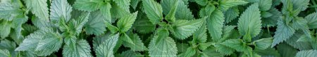 Stinging nettle leaves as background. Green texture of nettle. Detail of nettle leaves. Top view. Banner for web site