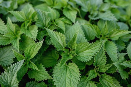 Stinging nettle leaves as background. Green texture of nettle. Detail of nettle leaves. Top view