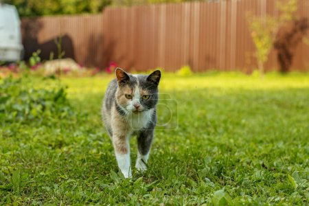 Téléchargez les photos : Mignon chat dans le jardin. Concept animaux de compagnie. - en image libre de droit