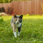 cute cat in the garden. Pets concept.
