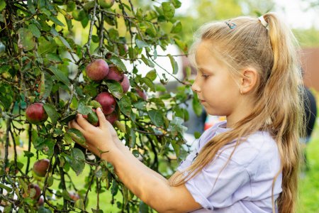 Harvesting apples. Little girl helping in garden and picking apples. Pick-Your-Own farm. Healthy and environmentally friendly crop.