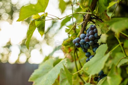 Gros plan sur les raisins rouges qui poussent au vignoble. Choisis ta propre ferme. Cultures saines et écologiques.