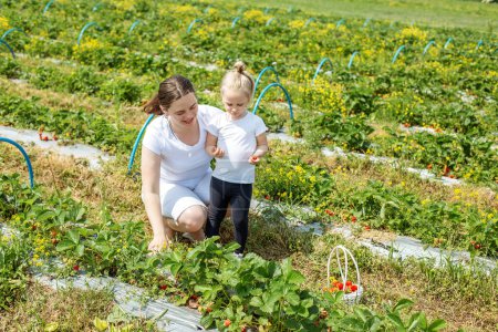 Madre e hijo recogiendo fresas en una granja. Concepto de cosecha. Recoge tu propia granja. Cultivo saludable y respetuoso con el medio ambiente.