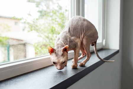 Téléchargez les photos : Concept animal de compagnie. Sphynx chat marche sur le rebord de la fenêtre. - en image libre de droit