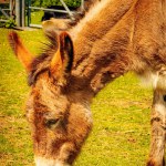 Close-up view of a donkey grazing at a petting zoo with fencing in the background on a sunny day in spring, Hackney City Farm, London. High quality photo
