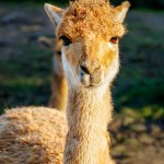 Vicuna or Vicugna Vicugna as a Latin name, family of lama and alpaca looking in the camera. Rotterdam the Netherlands, High quality photo