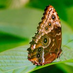 Blue Morpho Butterfly or Morpho Peleides with brown eyed pattern underside against a green background. Rotterdam, the Netherlands. High quality photo. 