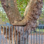 A tree is leaning against a fence. The fence is made of metal and is attached to the tree. The tree is bare and has no leaves