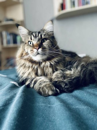 Photo for Maine Coon, Mainecoon, cat, cats, kitten, pet, room, bed, apartment, wool, look, animal, life, nose, ears, paws, rest, life, love - Royalty Free Image