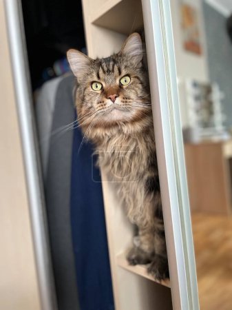 Photo for Maine Coon, cat, cats, kitty, pet, room, closet, interior, apartment, fur, look, animal, life, nose, ears, paws, big cat - Royalty Free Image